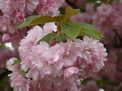 flowers09a (18)